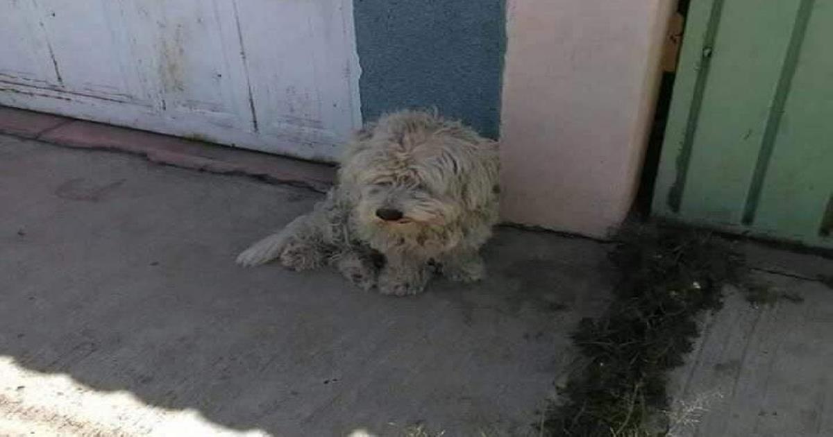 Organizaciones pro animal celebran propuesta ante el congreso a favor de los animales de Tlaxcala