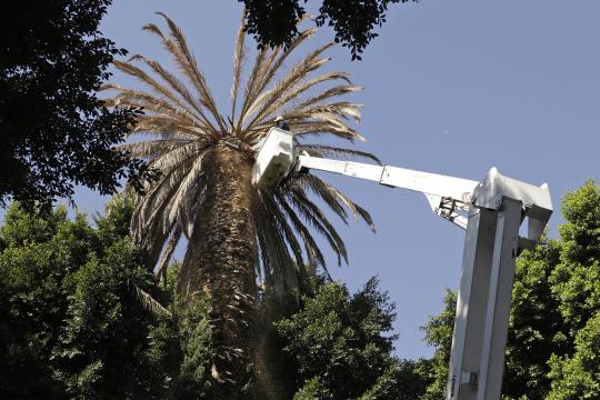 Por plaga talarán 10 palmeras en los próximos días
