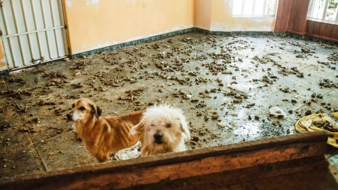 Rescatan en San Andrés Cholula a 60 perros y gatos en situación de maltrato
