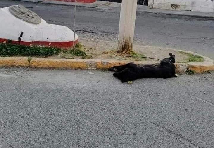 Huamantla realiza la primera sanción por maltrato animal
