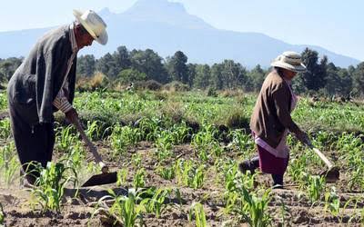 Secretaría de Impulso Agropecuario se encuentra depurando su lista de beneficiarios 