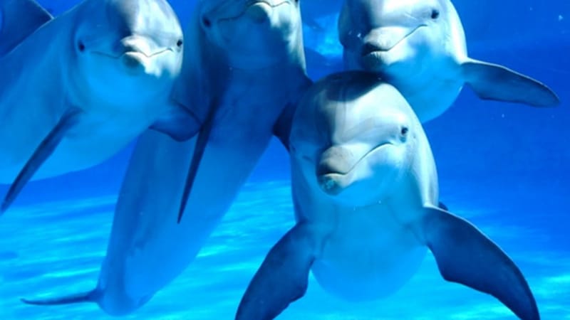 "Delfines de Guerra": Rusia estaría usando delfines para proteger sus bases navales