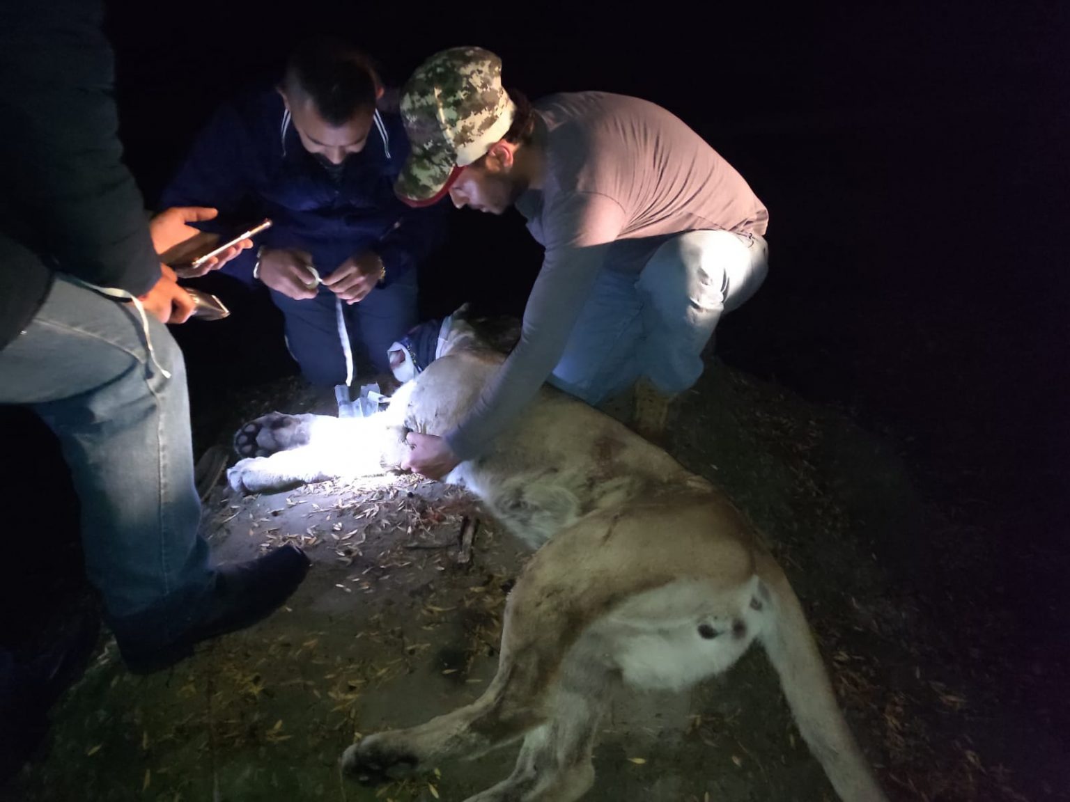 Con trabajo interinstitucional, rescatan a felino sano y salvo