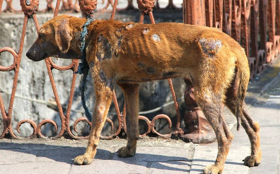 Aplican primera sanción por maltrato en animal en Puebla