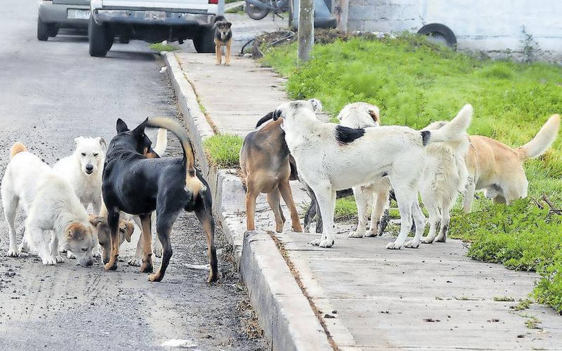 Refugio animal en Tlaxcala perderá terreno donde resguarda a los animales