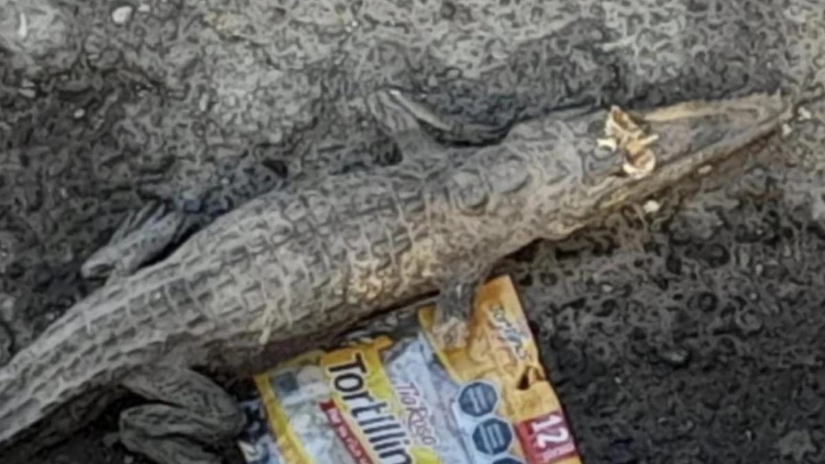 Encuentran cocodrilo de mas de 1 metro en la Joaquín Colombres