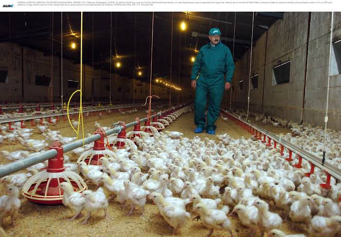 Confirma OMS los dos primeros casos de gripe aviar en humanos en España