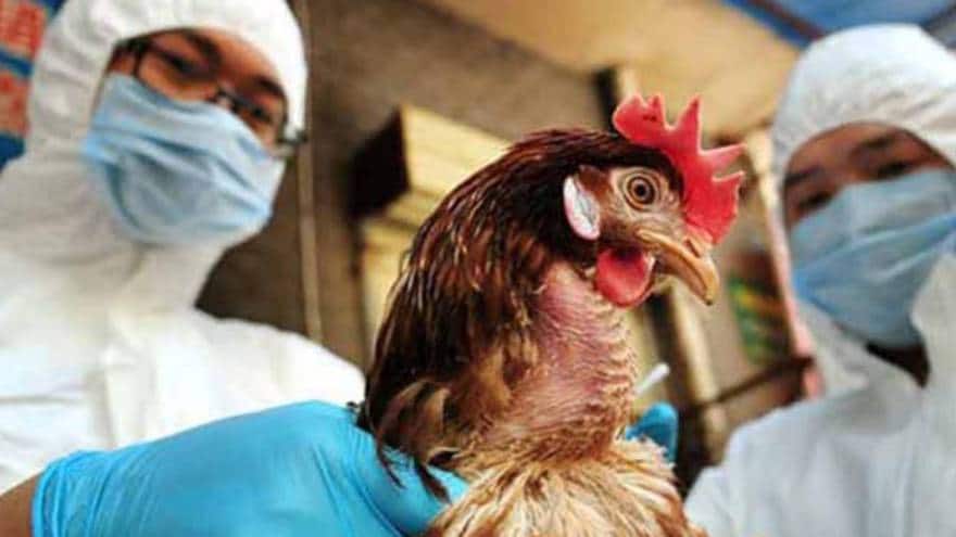 Gripe aviar H5N1: México detecta 296 mil aves infectadas
