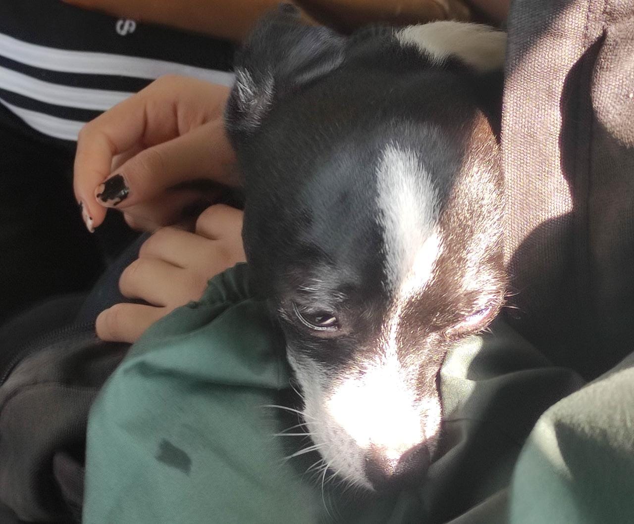 Tras más de un mes de retraso, comenzará la vacunación antirrábica felina y canina