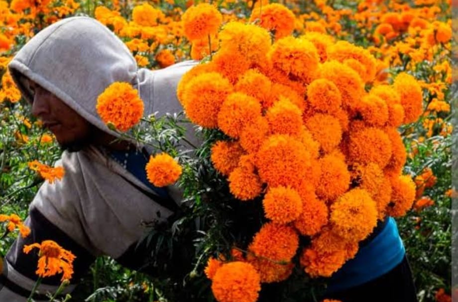 Derrama económica de 14.5 mdp a productores de cempasúchil en San Pedro Cholula