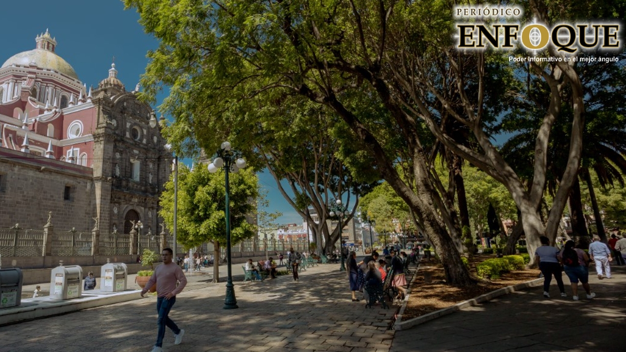 Continuará la sustitución de árboles en el Zócalo y la Av. Juárez