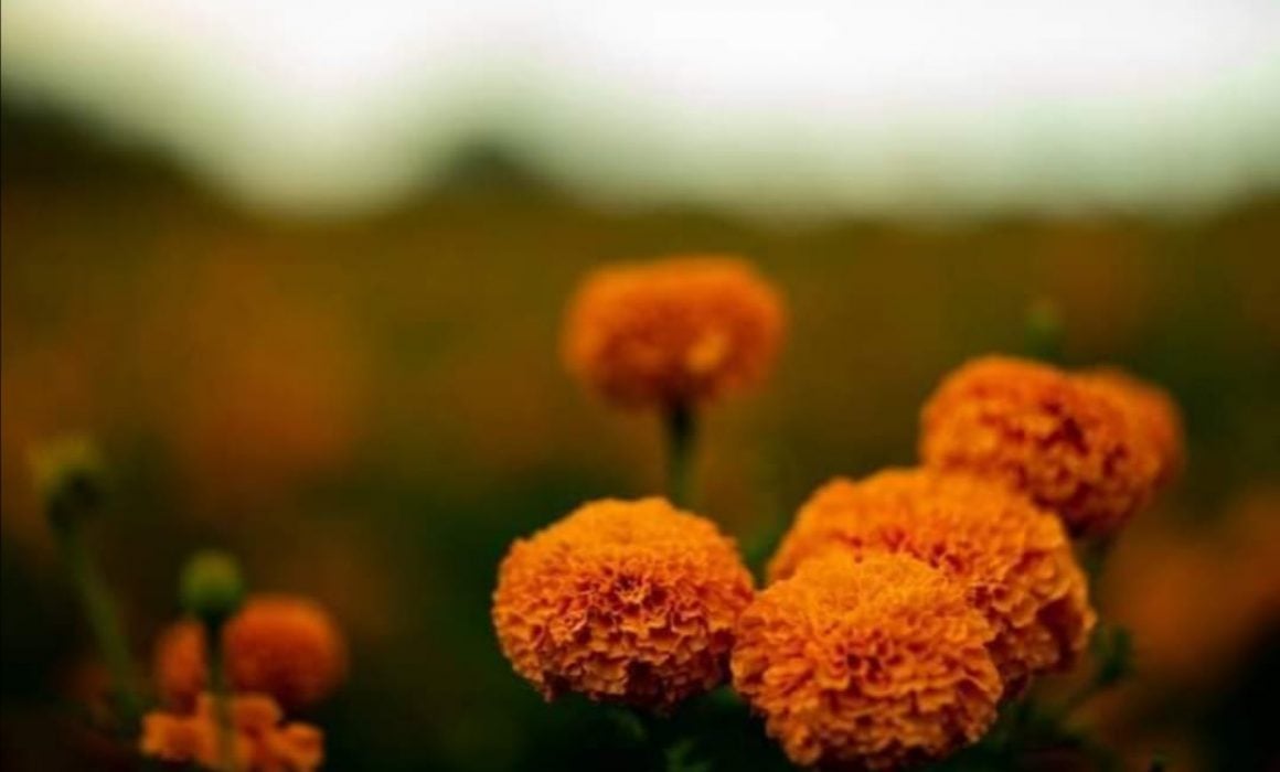 Es Tlaxcala, segundo lugar en producción de flor de cempasúchil