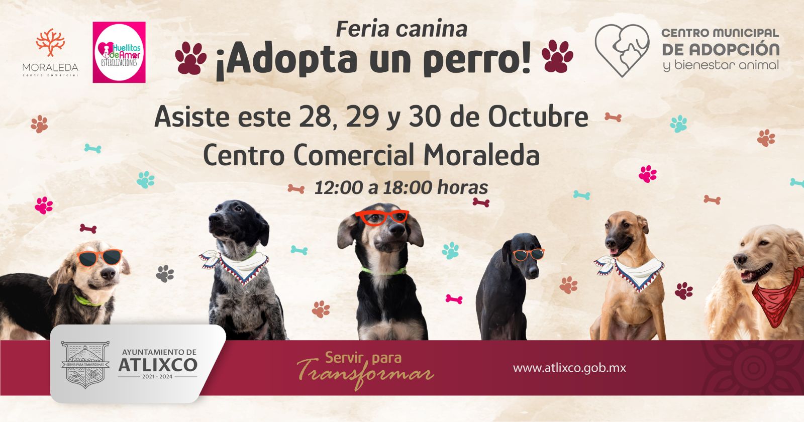 Primera edición de la mini feria de adopción canina se llevará a cabo en Atlixco