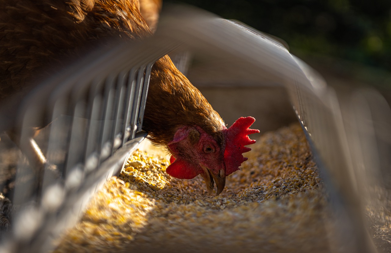 Detecta México grave cepa de H5N1 de gripe aviar en granja en Nuevo León
