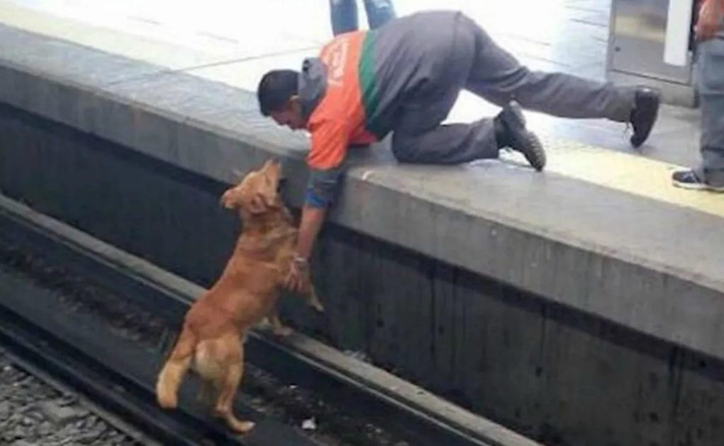 “Lo volvería a hacer”: encarcelan a sujeto que rescató a un perro de las vías del metro de la CDMX.