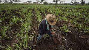 SADER baja 20% la meta de productores que podría recibir apoyo para 2023 en programa prioritario