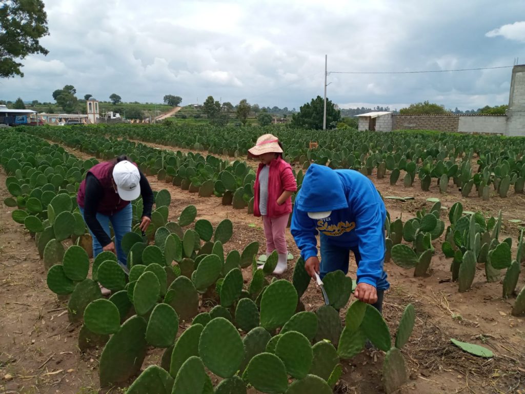 Presenta SIA tres convocatorias en el marco del día del nopal y la tuna 