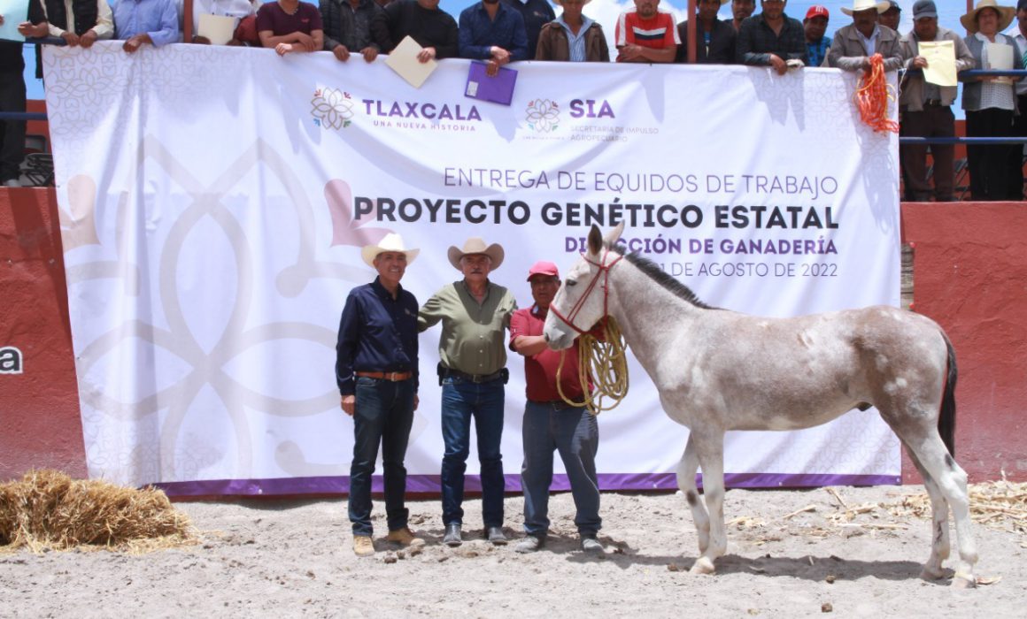 Entrega gobierno de Tlaxcala équidos de trabajo para el campo