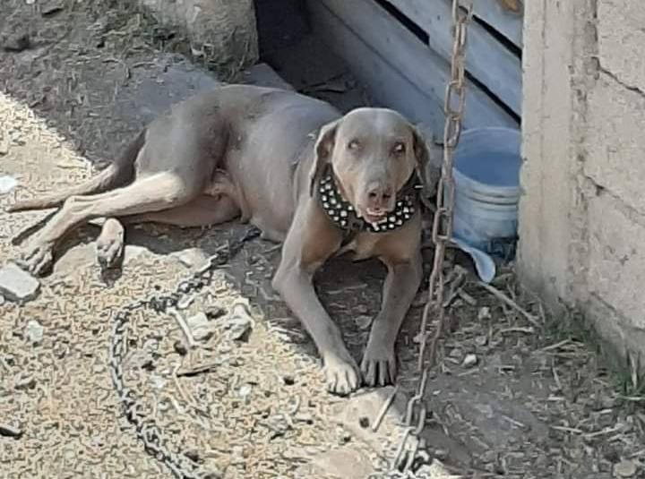 Ixtacuixtla aprueba reglamento municipal de protección de animales