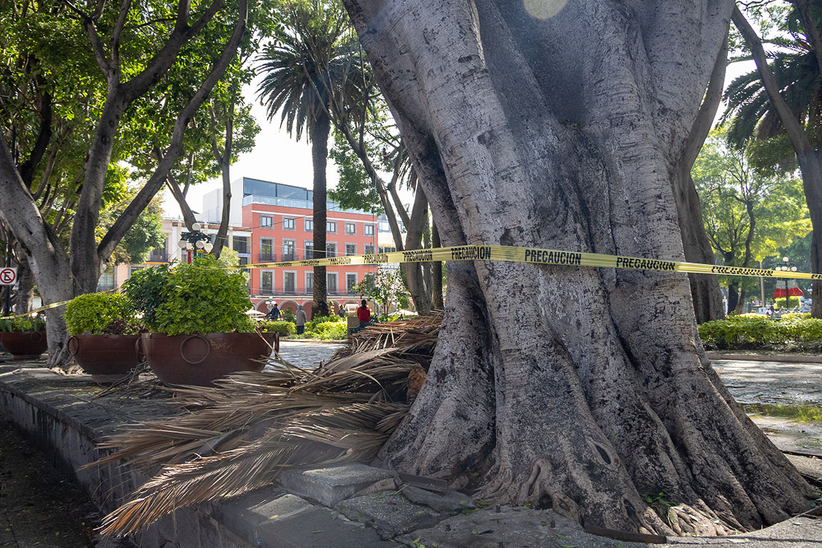 Reemplazarán con especies locales árboles derribados en el zócalo