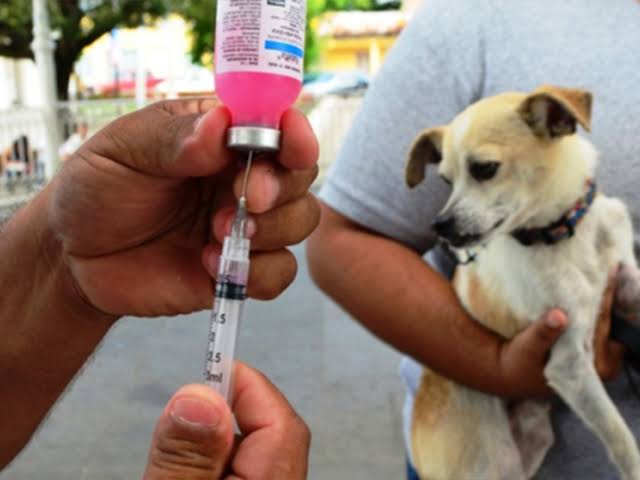 Falta de insumos impide jornada de vacunación antirrábica