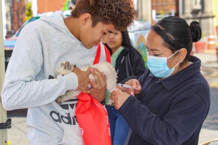 Piden animalistas a ayuntamiento de Huamantla cumplir con Ley de Bienestar Animal