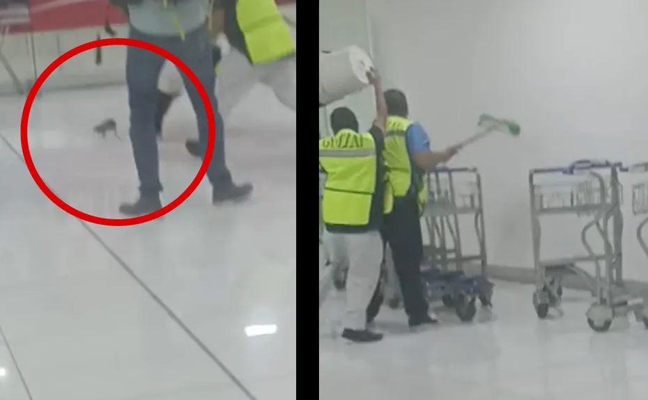 ¡México mágico! Rata provoca incidente de alarma entre usuarios en Aeropuerto de CDMX (Vídeo)