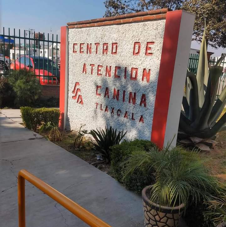 Más de 4.3 mdp cuesta a Tlaxcala el sacrificio de animales en situación de calle 