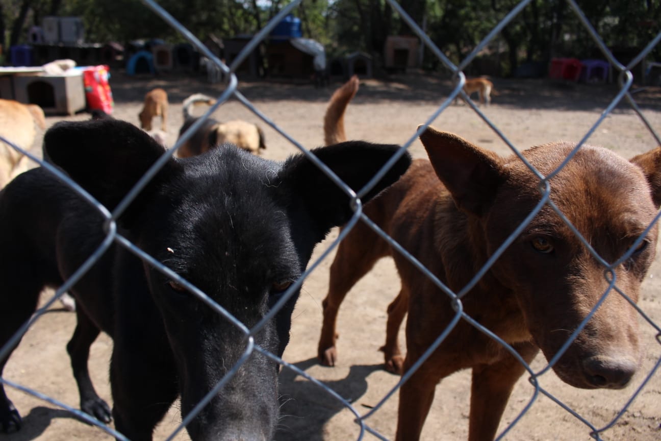 Pese a reformas, persiste la omisión en políticas de bienestar animal
