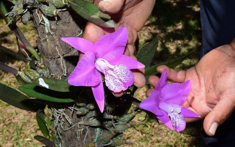 Desconocido cultivo de orquídeas en Tlaxcala; promoverán venta en Belén
