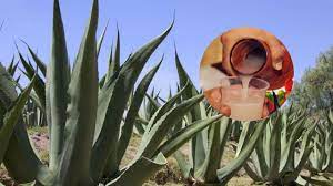 Llega la Feria del Pulque Tlaxco 2023