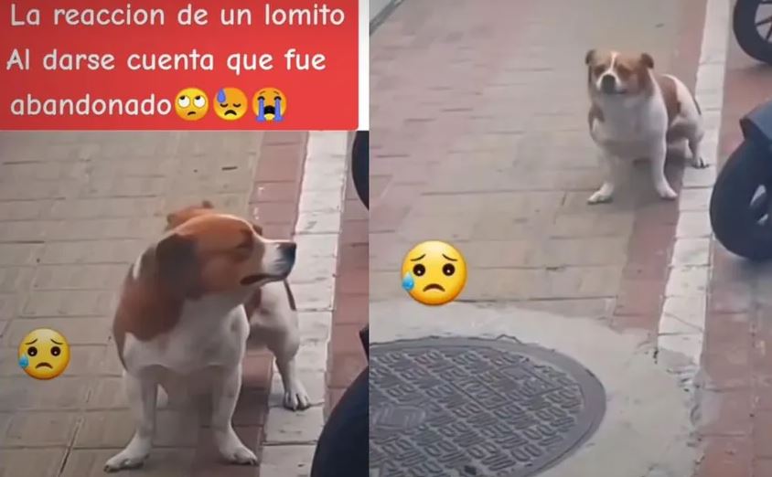 Perrito llora tras ser abandonado y rompe el corazón de usuarios por su reacción (Vídeo)