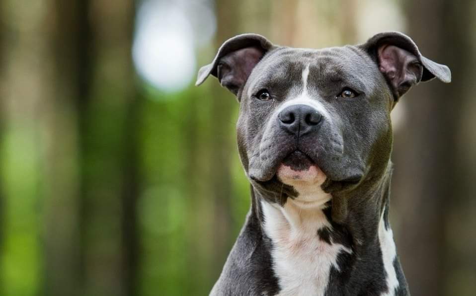 Reconoce OCPA a Tenancingo por reglamento de bienestar animal