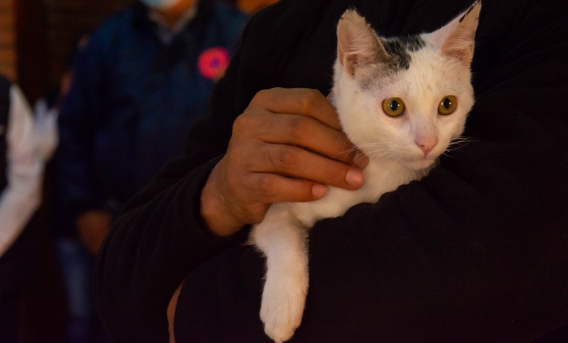  Inicia Apetatitlán quinta campaña de esterilización canina y felina