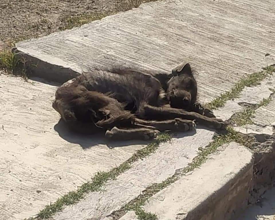 Españita, Zitlaltepec y Teolocholco se niegan a emitir reglamento de bienestar animal