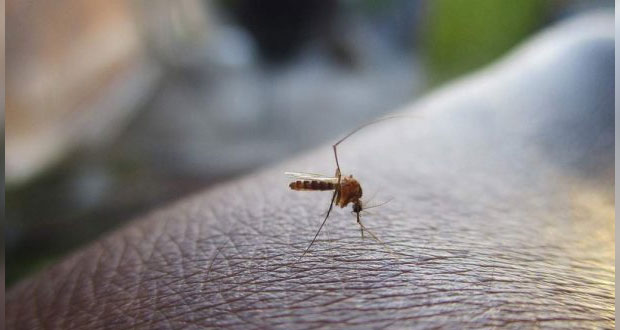  Dengue en Puebla: Medidas preventivas clave para combatir su propagación