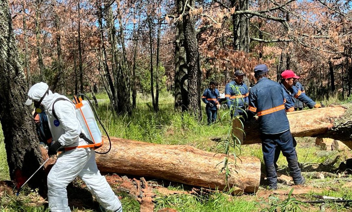 Tlaxcala atiende contingencia del insecto descortezador