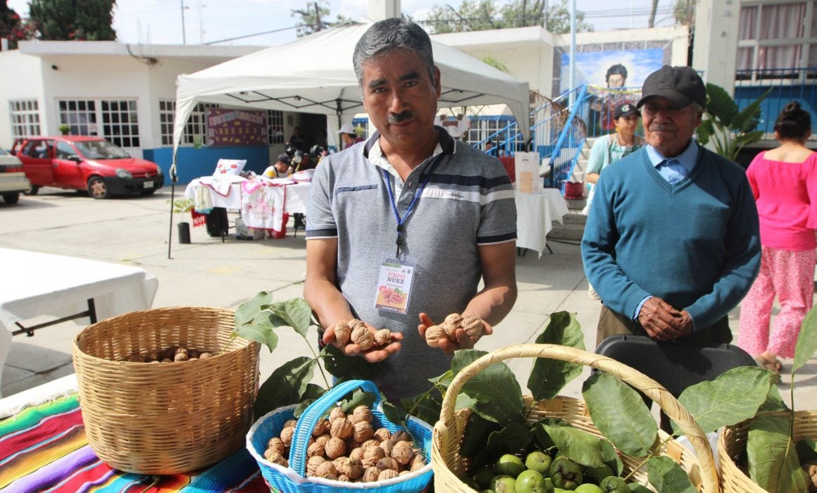 Fortalece SIA producción de nuez en Tlaxcala