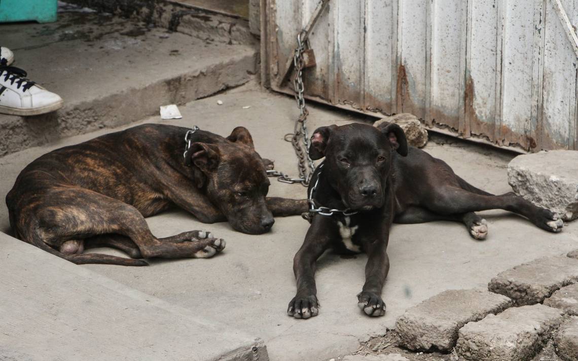 Ayuntamiento de Puebla registra 315 denuncias por Maltrato Animal en 2023