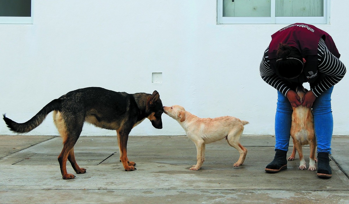 Medio Ambiente de Puebla desmienten rumores sobre sacrificio de perros no adoptados