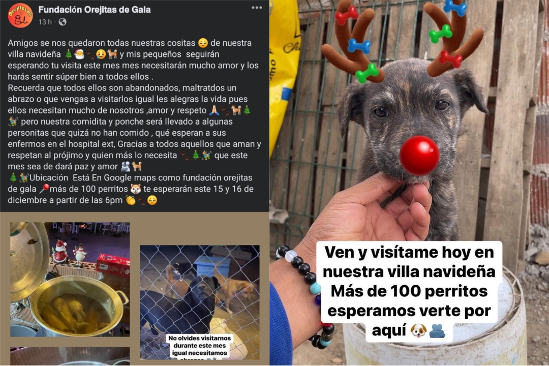 Dejan esperando a 100 lomitos en albergue; no recibieron visitas en su villa navideña