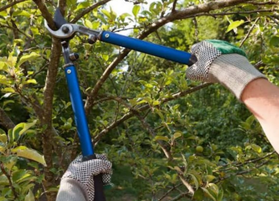 Servicios Públicos en Cholula atiende de demandas ciudadanas