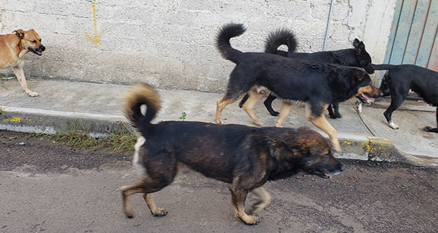 Lanzan licitación pública estatal para la construcción de la Estancia Canina y segunda etapa de rehabilitación en el Parque Cerro de Amalucan en Puebla