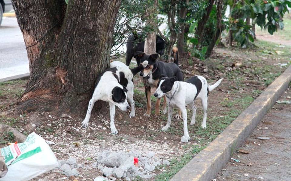 Exhorta CBA a ayuntamientos a emitir reglamento de bienestar animal