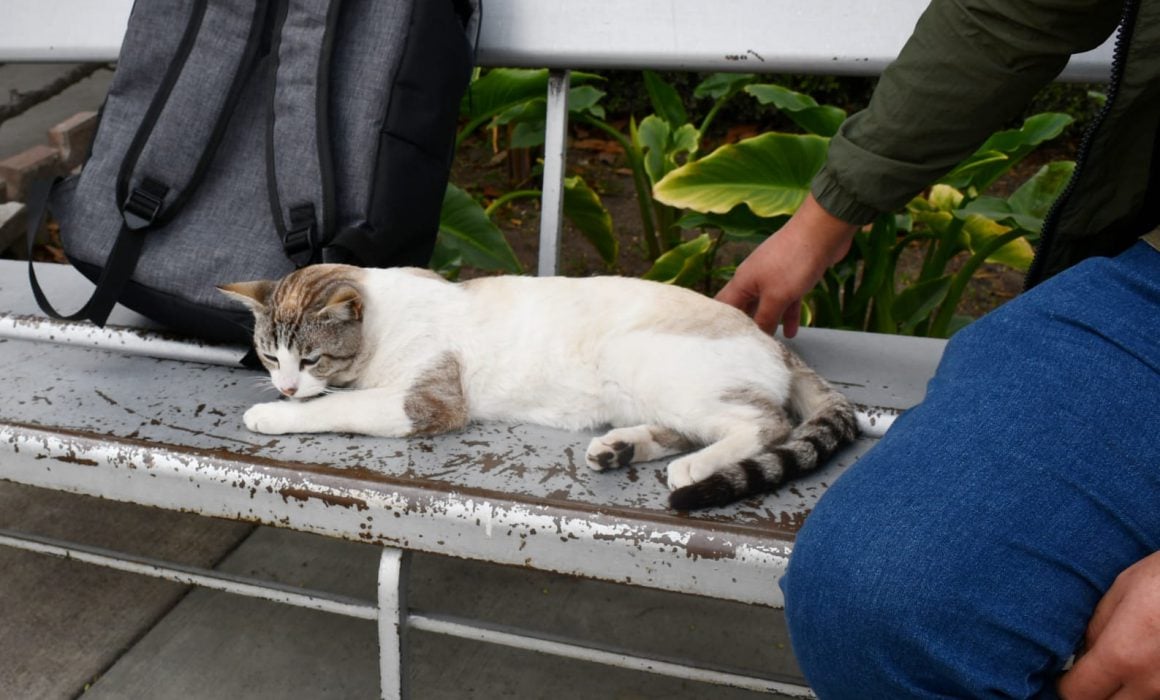 Realizan en Apetatitlán campaña de esterilizaciones caninas y felinas