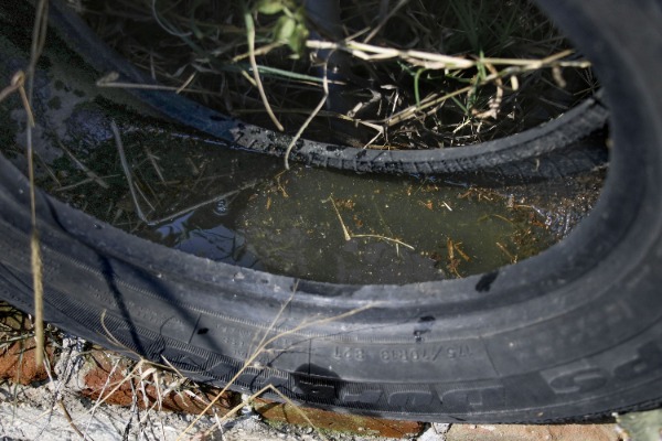 Dengue mantiene presencia en 108 municipios de Puebla