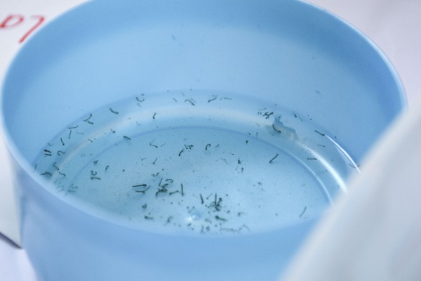 Tehuacán acumula mayoría de casos de dengue en Puebla