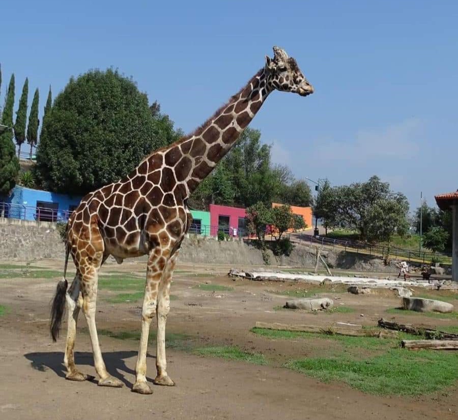 Infarto fulminante, motivo de muerte de "Yoyo" la jirafa del Zoológico del Altiplano