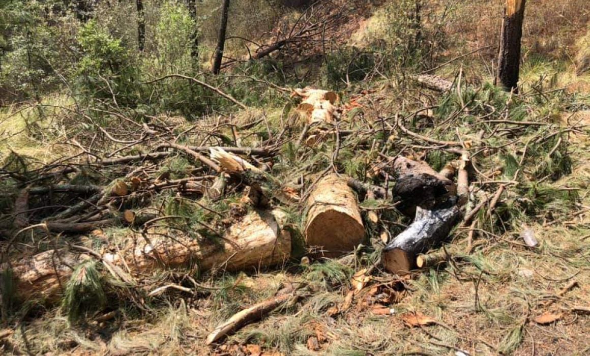 No hay tala ilegal de árboles de navidad en la Malinche: SSC