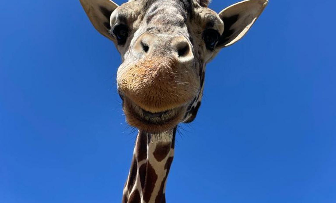 Muere la jirafa Yoyo en el Zoológico del Altiplano